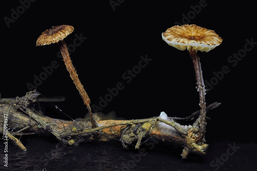The Crinipellis stipitaria is an inedible mushroom