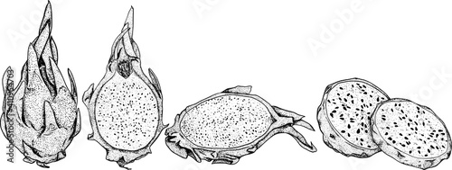 Vector hand drawn set of pitaya. Dragon fruit illustration. Delicious tropical vegetarian objects. Use for restaurant, menu, smoothie bowl, market, store, party decoration, meal
