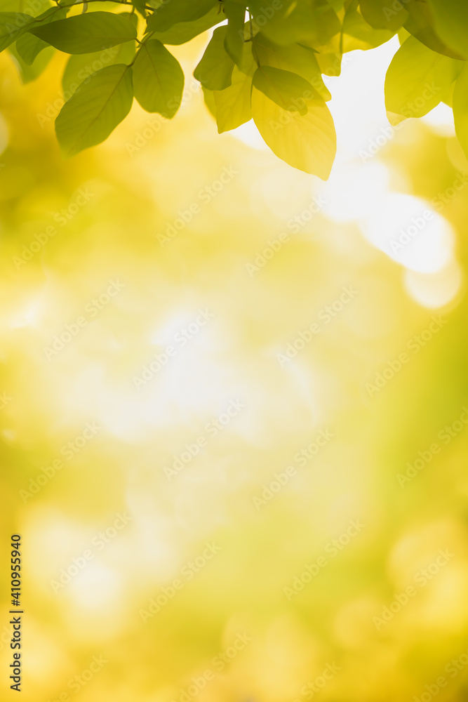 Beautiful nature view green  and yellow leaf on blurred greenery background under sunlight with bokeh and copy space using as background natural plants autumn season, ecology wallpaper concept.
