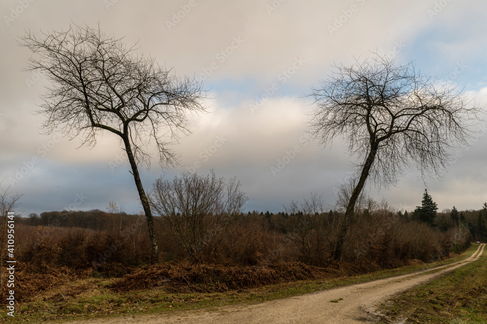 Deux arbres isolés en forêt à l'automne