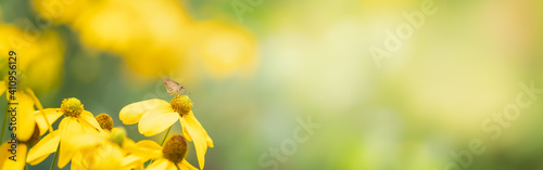 View of brown butterfly on yellow flower with green nature blurred background with copy space using as background insect, natural, ecology, fresh cover page concept.