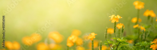Closeup of yellow flower on blurred green background under sunlight with copy space using as background natural flora landscape, ecology cover page concept.