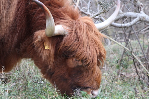 Close up of head of brown Scottish highlander