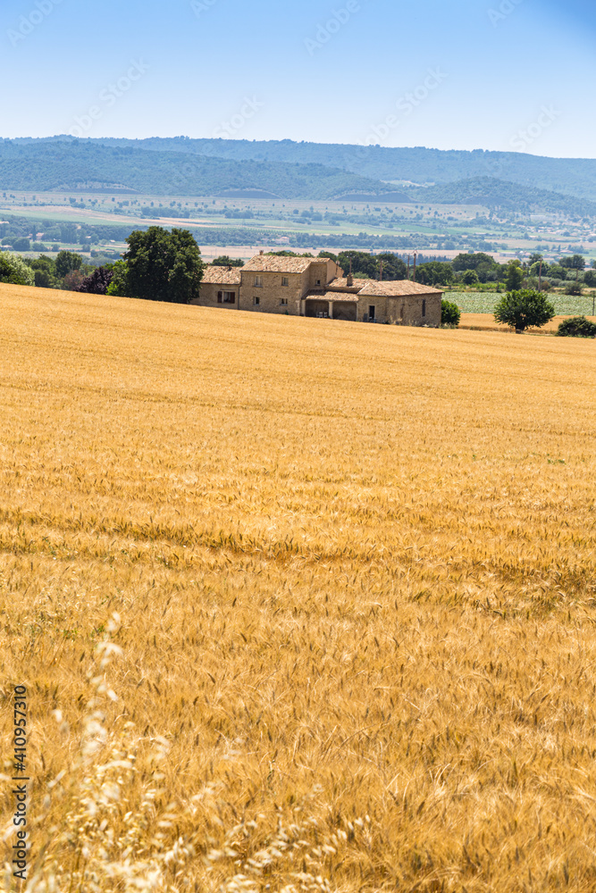 Grain field in Provence, France