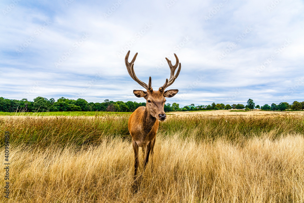 Clouse up of a male deer on the fields of Richmoond near London, UK. Head of a red deer in the wild Clouse up of a male deer on the fields of Richmoond near London, UK. Head of a red deer in the wild