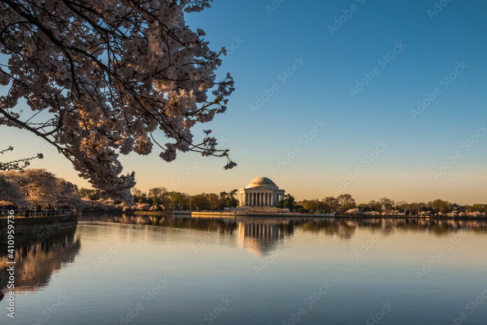 Obraz premium Cherry blossoms tree during spring time lined up in Washington DC's river bank. The Thomas Jefferson Memorial on the background.