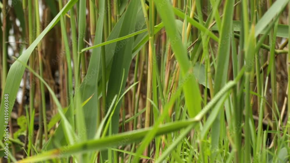 Green reeds develop in the wind near the lake
