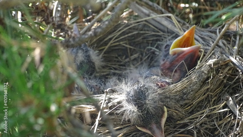 bird in nest