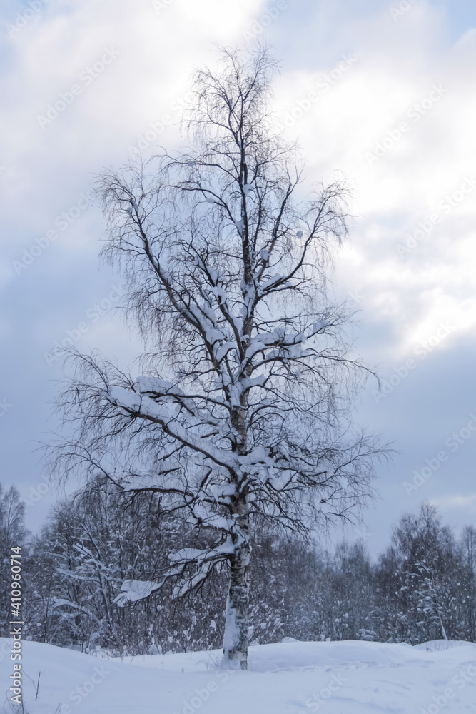 A lone birch tree is covered with snow. February, 05. 2021. A lone birch tree is covered with snow. February, 05. 2021.