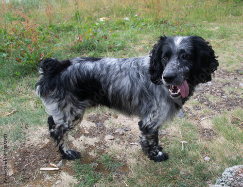 Spaniel dog