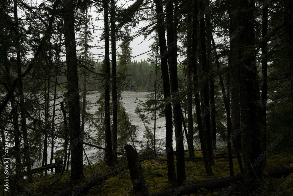 Obraz premium Dark Forest