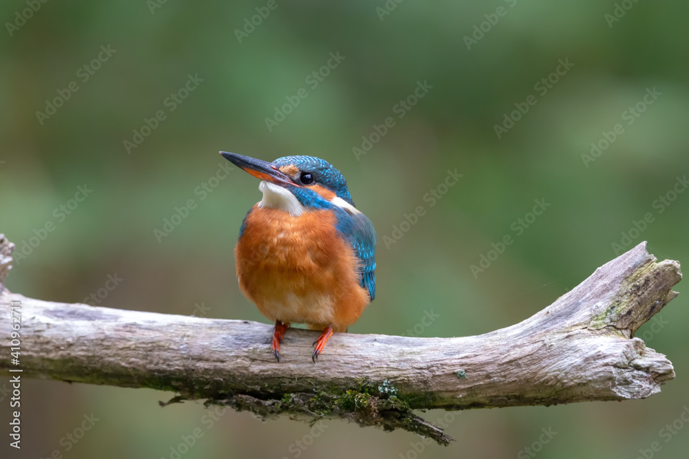 Fototapeta premium Eurasian kingfisher (Alcedo atthis) sitting on his perch in autumn.