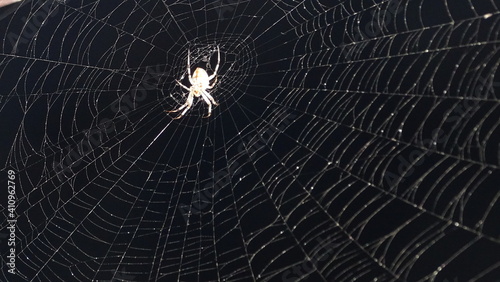 spider on web