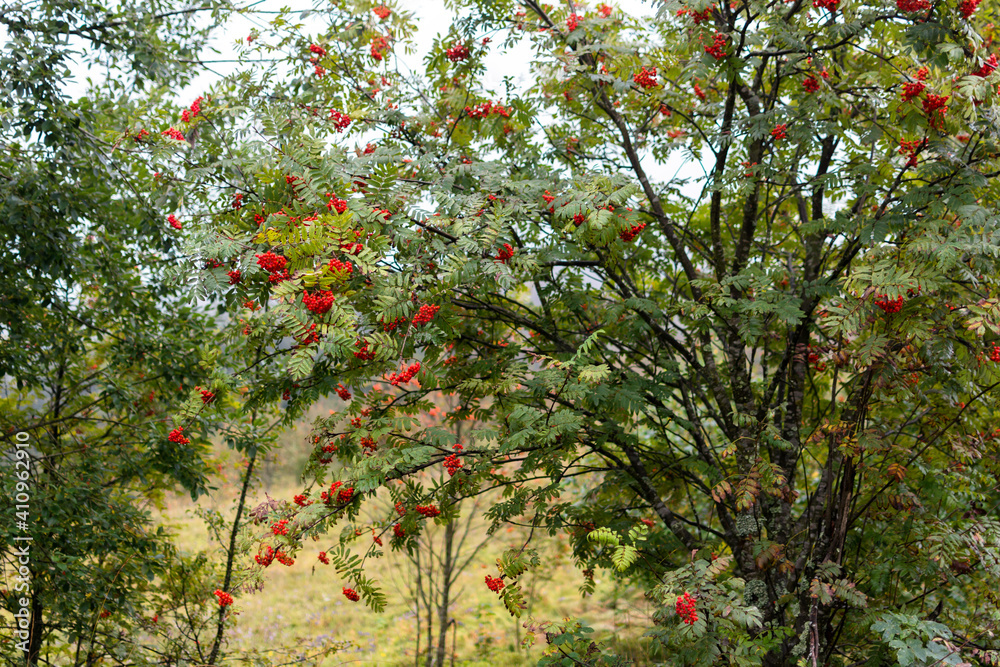 Viburnum bush in late autumn in the mountains. Green and red colors. The use of plants in folk medicine.