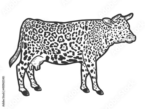 Hybrid cow  leopard fur color. Engraving vector illustration. Sketch.