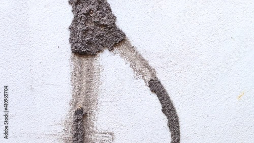 Termite nest on Concrete wall of a house