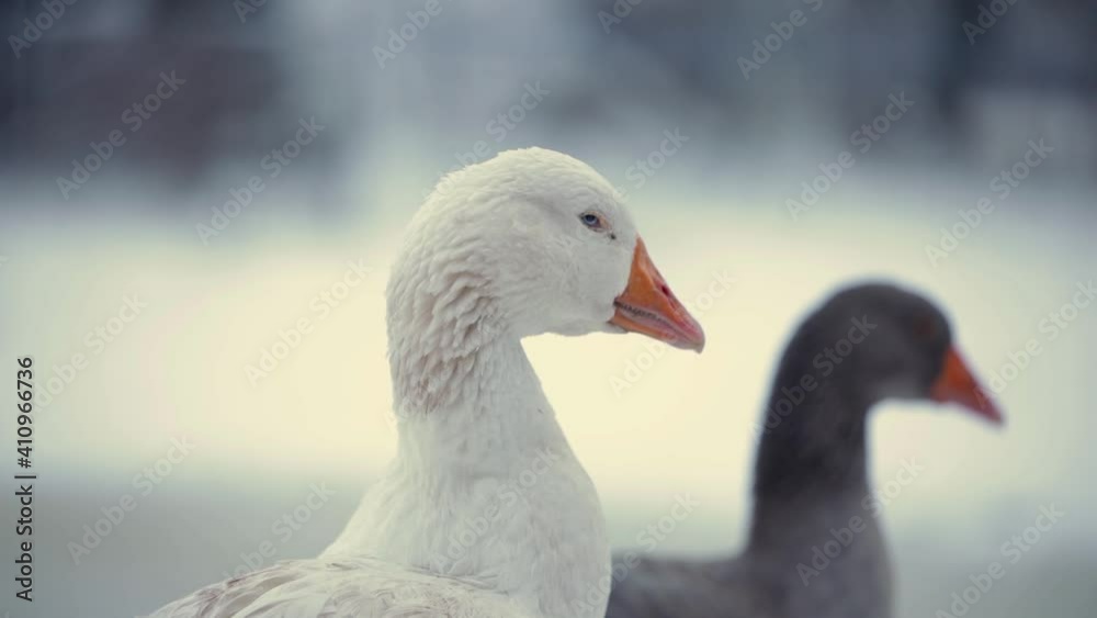 white goose in the countryside farm looking around black goose walking by in the background during winter white goose in the countryside farm looking around black goose walking by in the background during winter