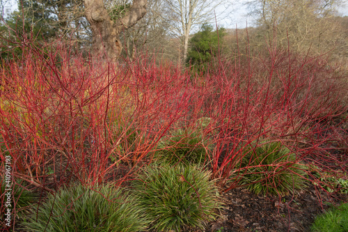 Bright Red Winter Stems on a Deciduous Dogwood Shrub (Cornus alba 'Baton Rouge') Surrounded by Ornamental Grasses in a Woodland Garden in Rural Devon, England, UK	
