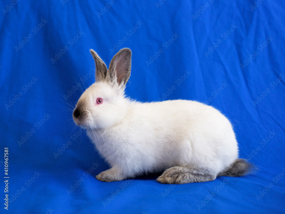 Little white bunny with red eyes on a blue background Little white bunny with red eyes on a blue background