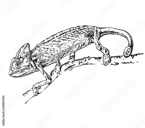 Chameleon on a branch. Hand drawn sketch style. Black and white outline vector drawing of reptile, isolated on white background. Sketch of lizard.