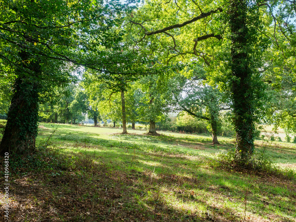 Fototapeta premium forêt de Mézy-sur-Seine dans les Yvelines en France