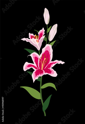 lily flower vector