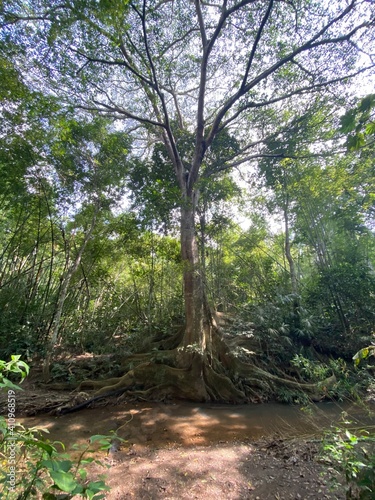 big tree