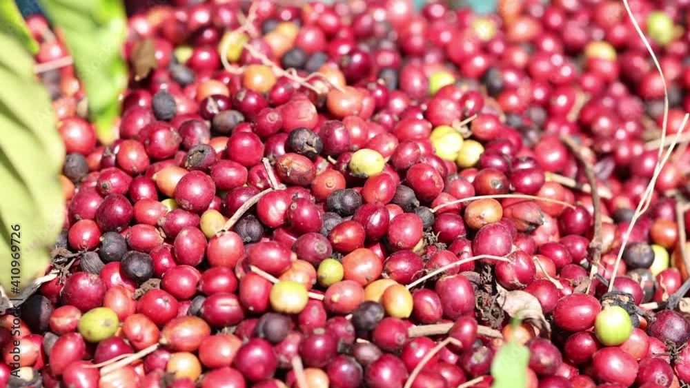 Cultivation of coffee, harvesting coffee beans from the plant Cultivation of coffee, harvesting coffee beans from the plant