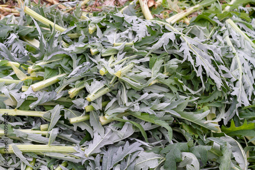 Fototapeta Freshly harvested thistle (Cynara cardunculus) in an orchard south of the city of Valencia in Spain