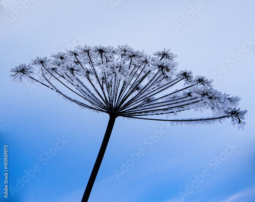 dandelion on the sky