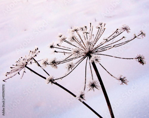 dandelion in the snow