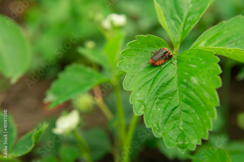 two brown beetles mate on a strawberry leaf.the background is blurred