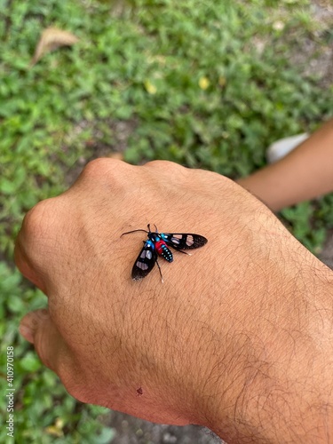 bug on a hand