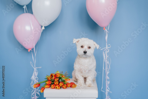 A cute, gentle puppy and a bright bouquet of flowers. Close-up, isolated background. Studio photo. The concept of care, education, training and raising of pets. Holiday concept