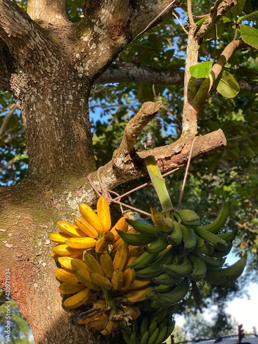 bananas on the tree