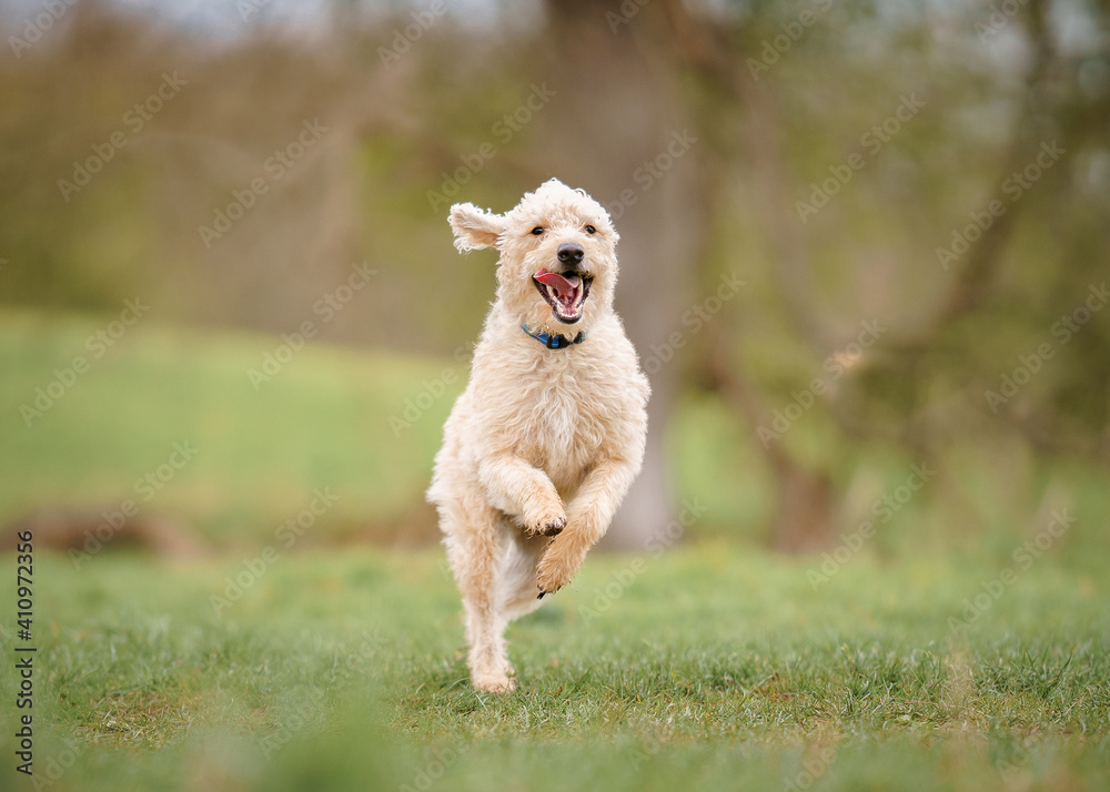 Labradoodle Dog Jumping In Field