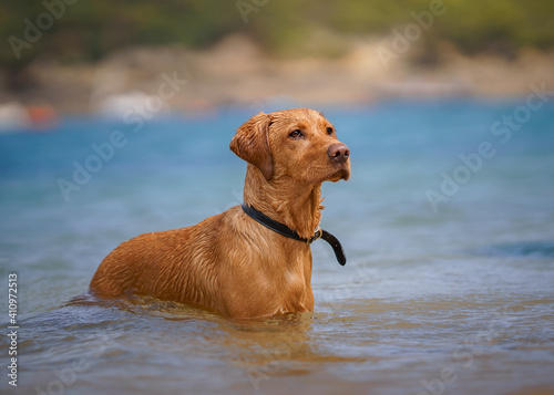 Fox Red Labrador Dog Swimming in the Sea