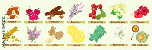 Botanical set of herbs, berries and flowers for brewing herbal tea. Summer and autumn natural ingredients with their names for infusions and decoctions. Decorative vector collection, illustration.