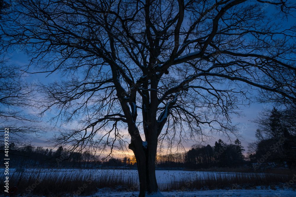 winter lanscape with tree shapes winter lanscape with tree shapes