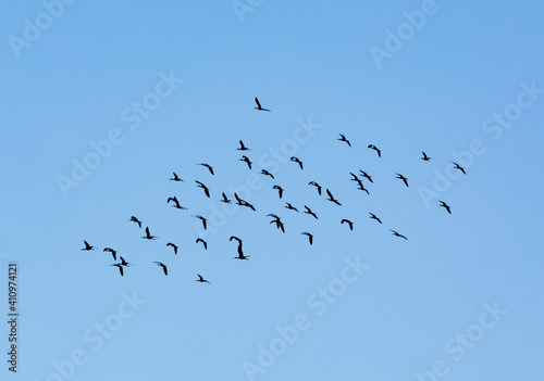 curlews flock