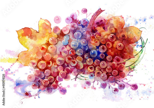 Colorful grapes painted in watercolor. Beautiful vine branch. Fruit background for the design. Grapes isolated on a white background.