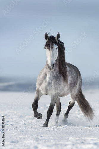 Gray long-maned andalusian horse run in snow field
