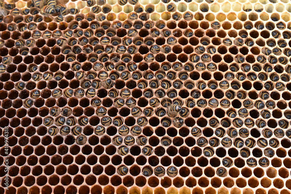 Bienenstock verhungert im Winter, Bienenhinterleiber ragen aus Honigwaben bei Futtersuche Bienenstock verhungert im Winter, Bienenhinterleiber ragen aus Honigwaben bei Futtersuche
