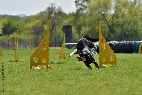 Dog, is running in agility.  Amazing evening, Hurdle having private agility training for a sports competition © doda