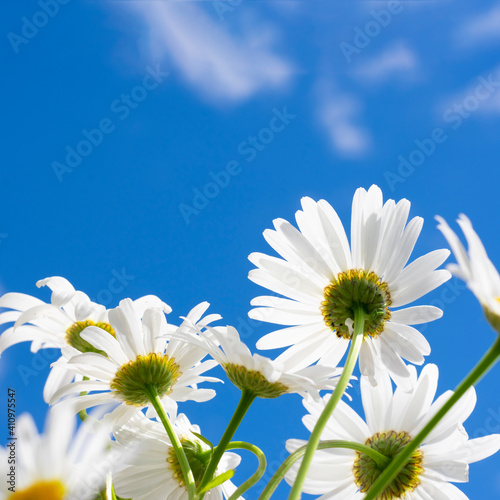 Square backdrop made of bunch of white chamomile flowers backs with yellow cores on clear sky scape with clouds. Floral background