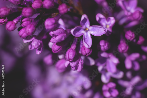 Background made of many purple lilac flowers. Violet colored backdrop