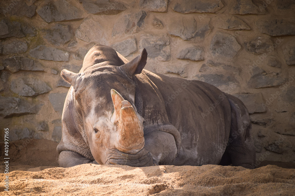 Photo of rhino in czech zoo. He is sleeping in his habitat. Photo of rhino in czech zoo. He is sleeping in his habitat.