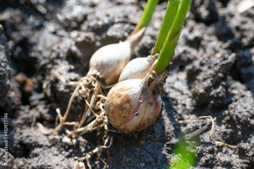 Planted garlic cloves with young green sprouts on ground. Growing and gardening vegetables.Close up
