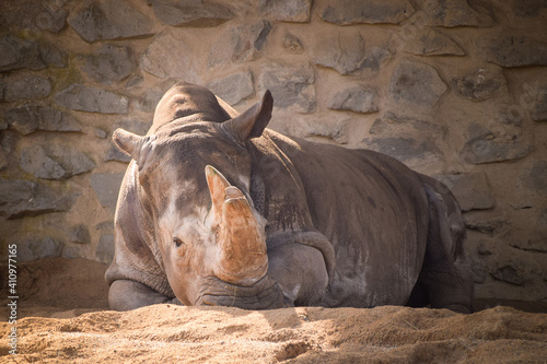 Photo of rhino in czech zoo. He is sleeping in his habitat.