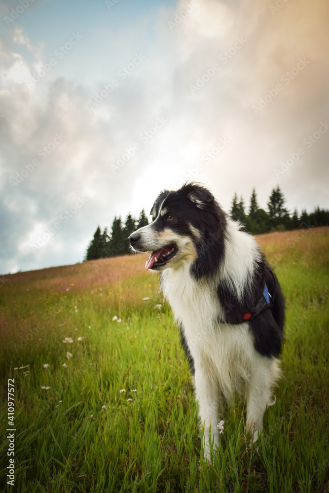 Border collie is standing in the grass. She is so crazy female dog. Border collie is standing in the grass. She is so crazy female dog.